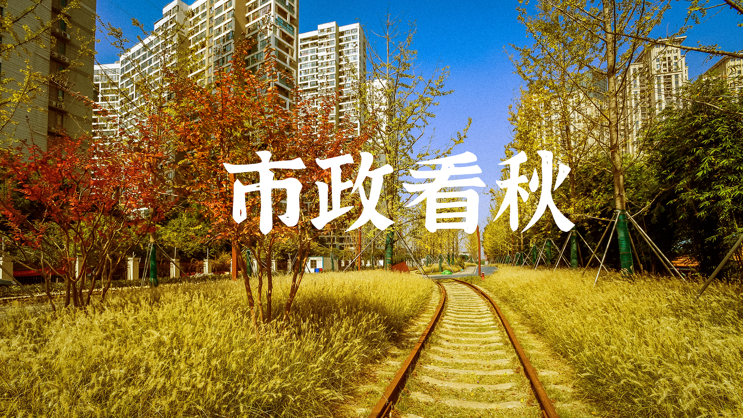 ���Ź����217��(�й���)����