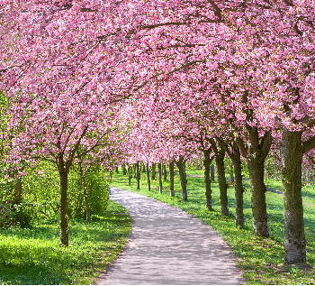 ���Ź����217��(�й���)����