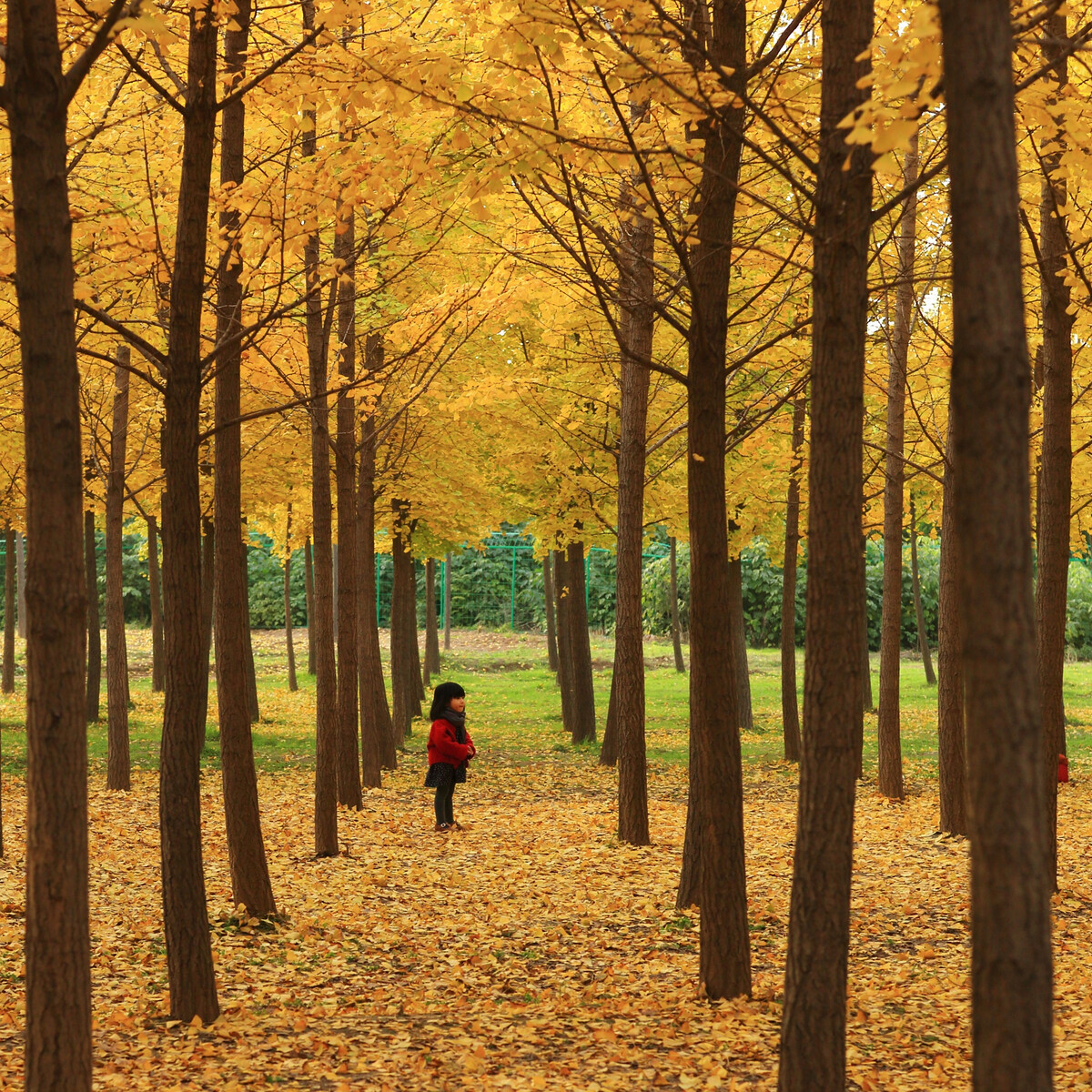 ���Ź����217��(�й���)����