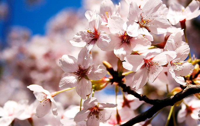 ���Ź����217��(�й���)����