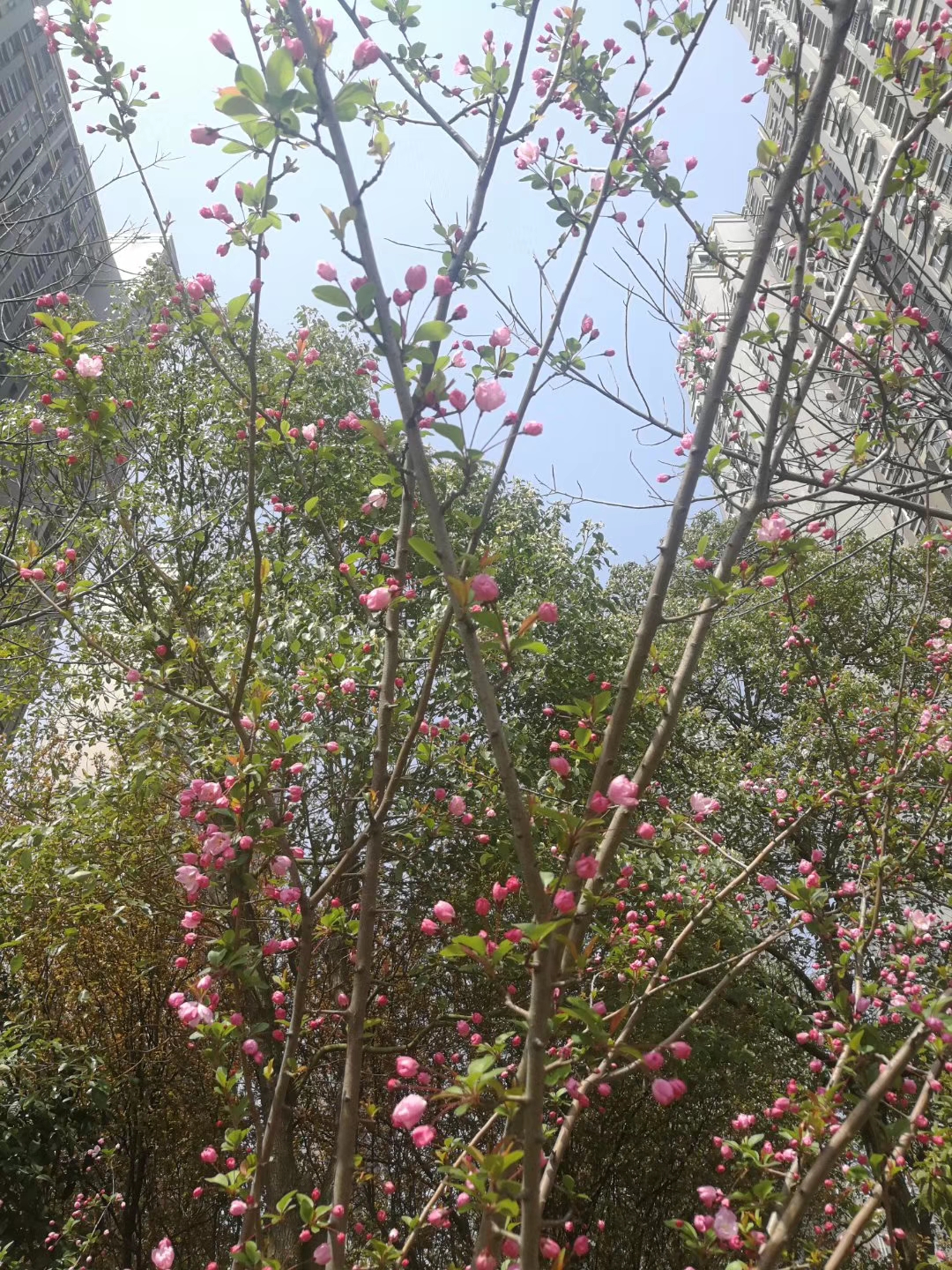 ���Ź����217��(�й���)����