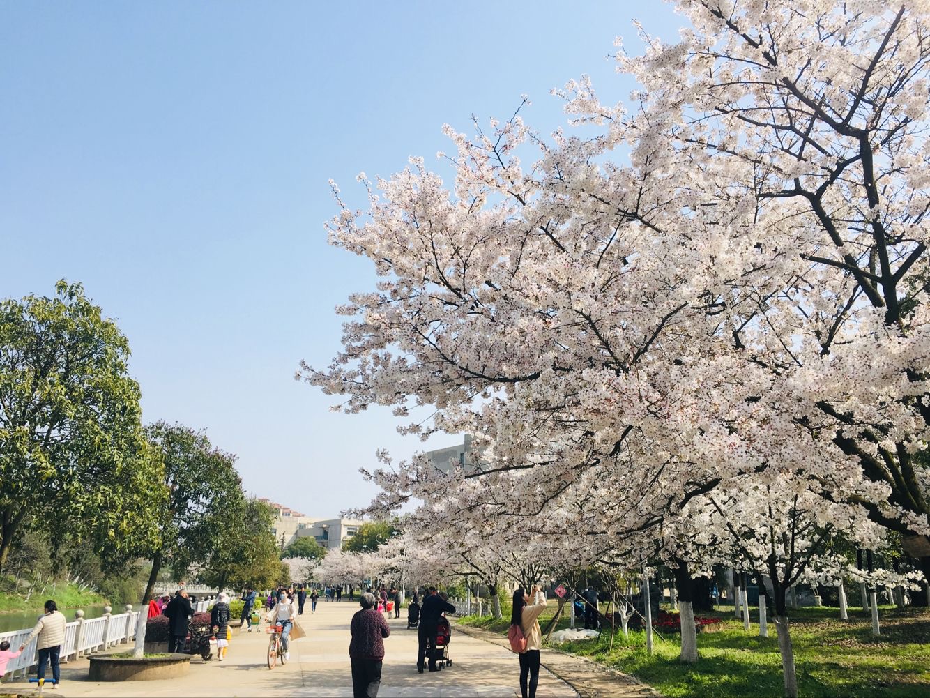 ���Ź����217��(�й���)����